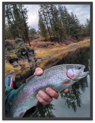 A fisher on a boat on the water holding a large rainbow trout. 